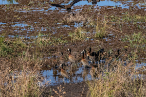 Egyptian geese, Chobe, Botswana