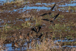 Egyptian geese, Chobe, Botswana