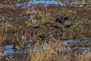 Egyptian geese, Chobe, Botswana