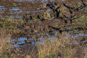 Egyptian geese, Chobe, Botswana
