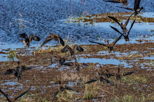 Egyptian geese, Chobe, Botswana