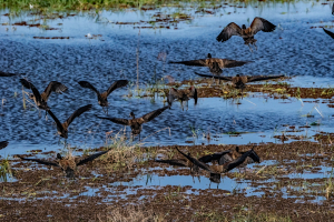 Egyptian geese, Chobe, Botswana