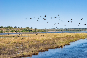 Egyptian geese, Chobe, Botswana