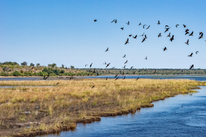 Egyptian geese, Chobe, Botswana