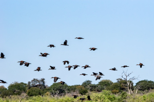 Egyptian geese, Chobe, Botswana
