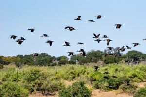 Egyptian geese, Chobe, Botswana