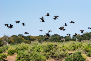 Egyptian geese, Chobe, Botswana