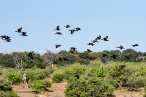Egyptian geese, Chobe, Botswana