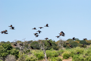 Egyptian geese, Chobe, Botswana