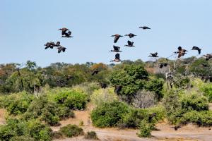 Egyptian geese, Chobe, Botswana
