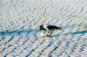 Magpie