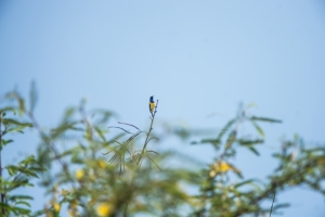 Golden Breasted Starling