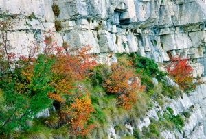 Mountain flora