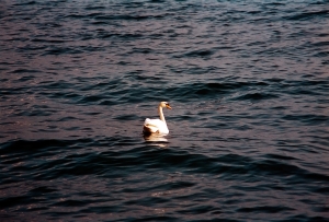 Swan at sunset