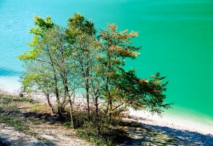 Lakeside tree