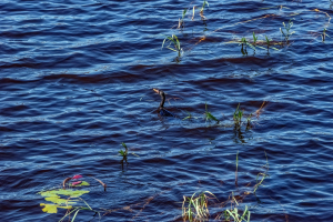 Reed Cormorant, Chobe, Botswana