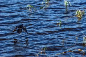 Reed Cormorant, Chobe, Botswana
