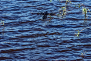 Reed Cormorant, Chobe, Botswana