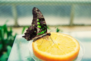 Butterfly enjoying orange