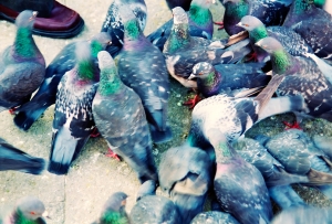 Pigeons