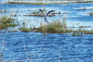 Yellow billed Storck, Chobe, Botswana