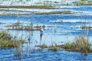 Yellow billed Storck, Chobe, Botswana