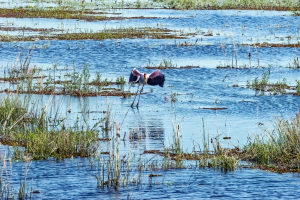 Yellow billed Storck, Chobe, Botswana