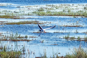 Yellow billed Storck, Chobe, Botswana