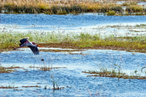 Yellow billed Storck, Chobe, Botswana