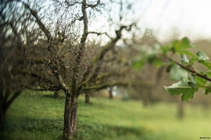 Apple trees