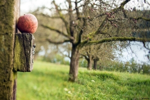 Apple with apple trees