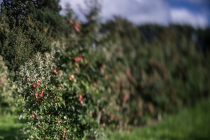 Apple trees